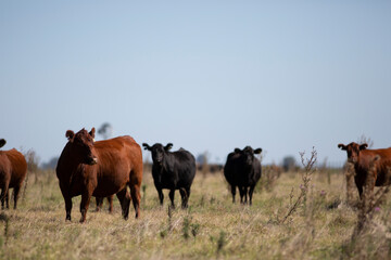 angus en el campo