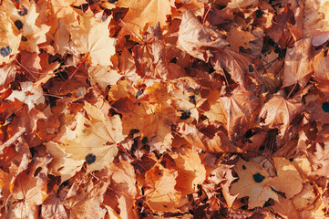 beautiful autumn leaves of yellow maple closeup. Autumn landscape background. Autumn abstract background with gold maple. Autumn nature forest background for design.Copy space.