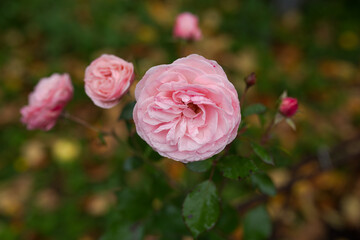 rose bud close up in autumn