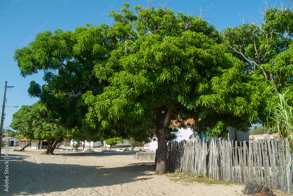 Wall mural mango tree