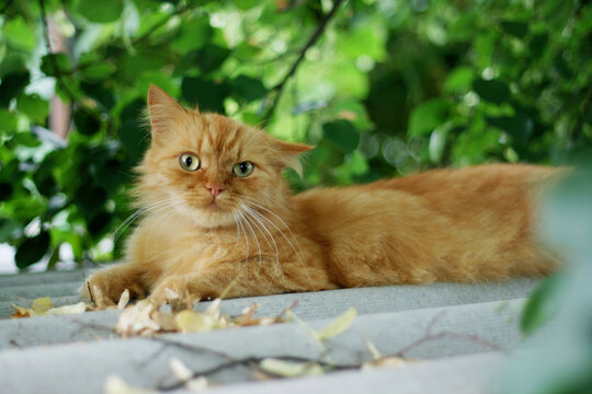 A ginger fluffy cat lies in the garden and does not understand what happens when he is photographed