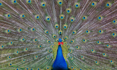 Obraz premium bright beautiful peacock with green and blue tail