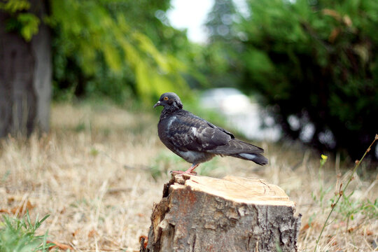 The dove sits on a stump of a sawn tree. Cutting down trees, depriving animals of their homes