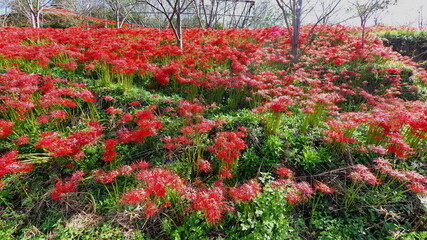 宝山湖(香川県)彼岸花2