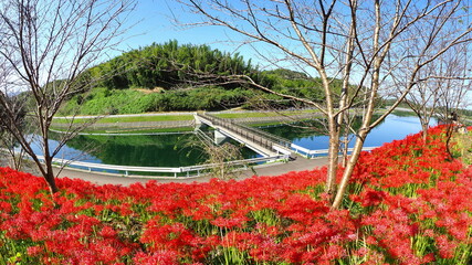 宝山湖(香川県)彼岸花8