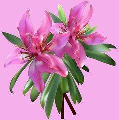 dark lily with two blooms on pink