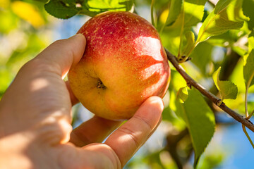 Mans hand delicately picking an fresh apple straight from tree.