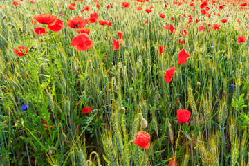 Poppy Field in the heart of germany Thuringia, sun is coming up and gives the poppy a sparkling touch, Weckersdorf, Thuringia