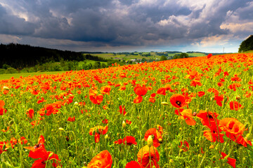 Poppy Field in the heart of germany Thuringia, sun is coming up and gives the poppy a sparkling touch, Weckersdorf, Thuringia