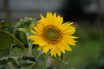 Grande fleur de tournesol .