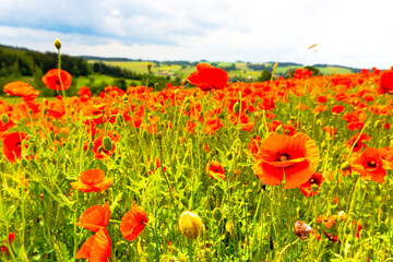 Poppy Field in the heart of germany Thuringia, sun is coming up and gives the poppy a sparkling touch, Weckersdorf, Thuringia