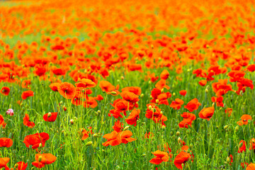 Poppy Field in the heart of germany Thuringia, sun is coming up and gives the poppy a sparkling touch, Weckersdorf, Thuringia