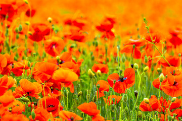 Obraz premium Poppy Field in the heart of germany Thuringia, sun is coming up and gives the poppy a sparkling touch, Weckersdorf, Thuringia