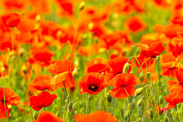 Poppy Field in the heart of germany Thuringia, sun is coming up and gives the poppy a sparkling touch, Weckersdorf, Thuringia