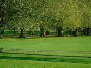 trees in the park
