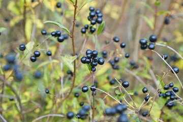 Wild privet shrubs growin on the fields