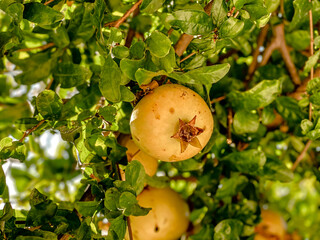 Obraz premium Pomegranate fruits ripening on the tree. Fruits photography. Healthy food.
