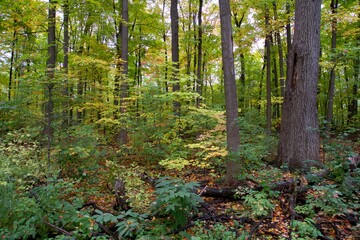A lovely forest in the fall season