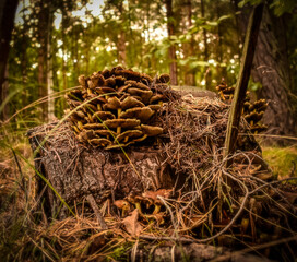 Mushrooms in the forest © luki