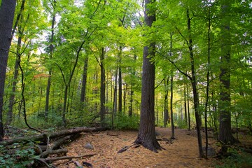 Fototapeta na wymiar A lovely forest in the fall season