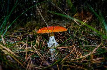 Mushrooms in the forest