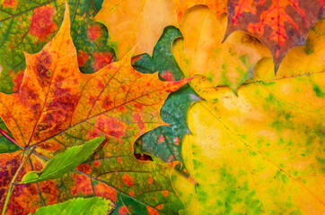 Beautiful background of bright, beautiful maple leaves, top view. Beautiful autumn bright...