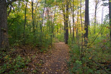 Fototapeta na wymiar A lovely forest in the fall season