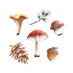 set of watercolor illustrations forest mushrooms cones and plants, gifts of nature on a white background © Lana