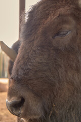 Fototapeta premium Wild european bison in the forest, Russia