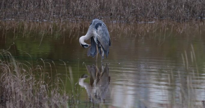 Gray heron, (Ardea cinerea) waiting for something that is bothering her and ends up taking flight and fleeing