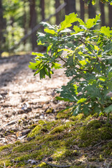 Forest view. A young oak tree grows near a moss in a coniferous forest in the sun. Vertical orientation. High quality photo