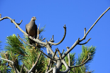 キジバトと青空