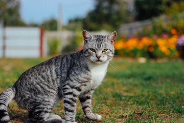 Naklejka na ściany i meble Beautiful tabby cat on the grass