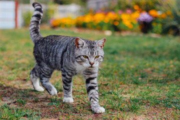 Beautiful tabby cat on the grass