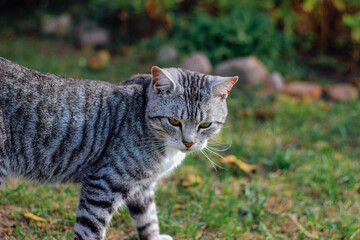 Beautiful tabby cat on the grass