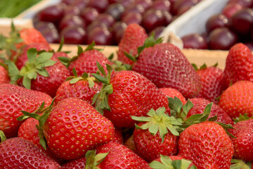 strawberries are fresh against the background of nature a lot of ripe berries