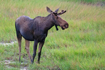 Naklejka na ściany i meble Original wildlife photograph of a young bull moose standing in a green meadow