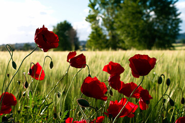 Obraz premium Landscapes of Marche , Italy: countryside.