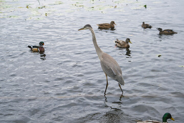 Junior great blue heron hunting fish