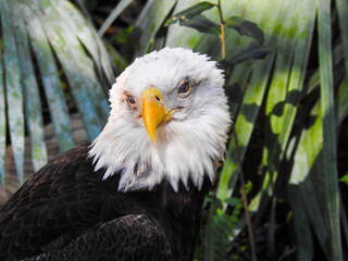 Older bald eagle in front of palm trees