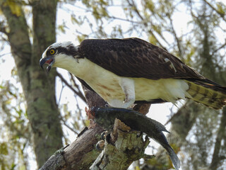 Osprey feeding on a fish in Florida