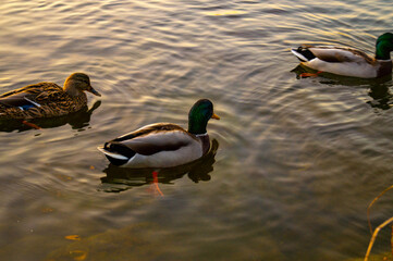 ducks in the water