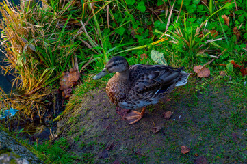 duck in the grass