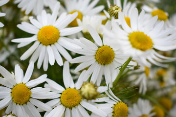 Цветы ромашки