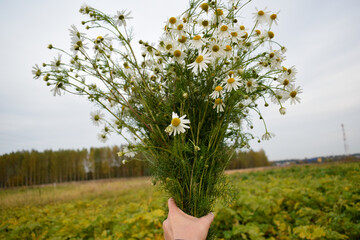 Букет ромашек