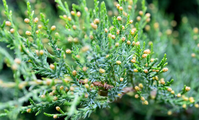 Juniperus sabina branch as a background close up.Juniper   evergreen Coniferous plant.