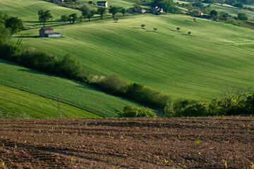Fototapeta na wymiar Landscapes of Marche , Italy: countryside.