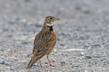 Calandra lark // Kalanderlerche (Melanocorypha calandra)