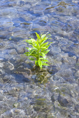 サンデリアーナ