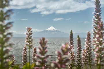 Naklejka premium Landscape of Osorno Volcano and Llanquihue Lake at Puerto Varas, Chile, South America.
